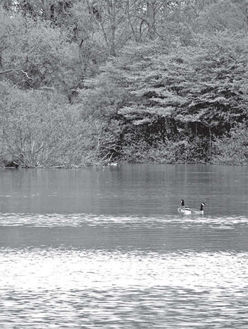 Two Canadian Geese on a river in a forest.