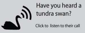Swan with audio symbol. Text: Have your heard a tundra swan? Click to listen to their call.