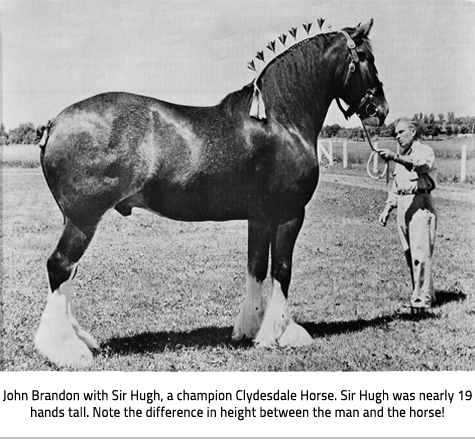 Man (left) holding the reigns of a Clydesdale horse that is nicely groomed. Image Caption: John Brandon with Sir Hugh, a champion Clydesdale Horse. Sir Hugh was nearly 19 hands tall. Note the difference in height between the man and the horse!