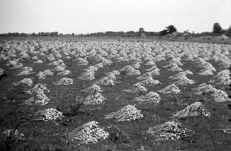 Piles of onions drying in the field.