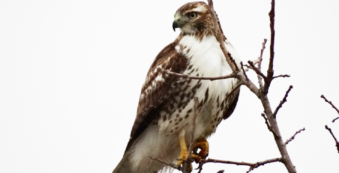 A picture of a hawk perched high up on a tree branch.