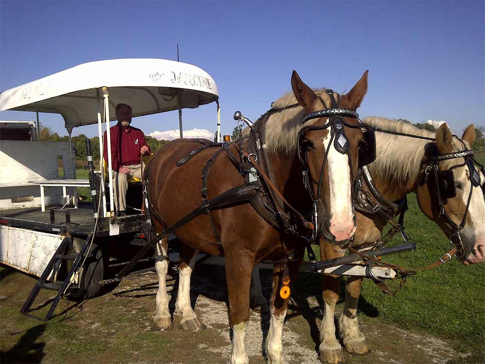 Man sitting in a wagon pulled by two horses.