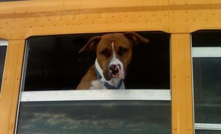Dog on a school bus with his head out the window.