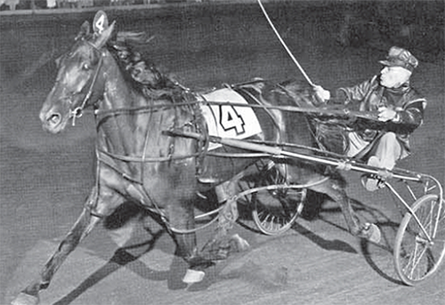 Lindley Fraser racing"Cinderella horse", Dr. Stanton. 