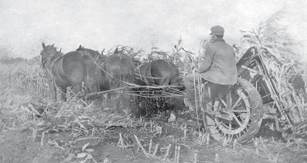 Carman Hall cutting corn on a horse pulled machinein early 1930s.