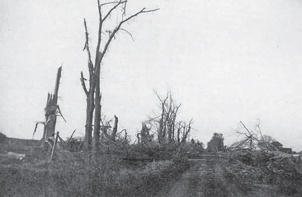 Trees along 15 Sideroad downed by tornado.