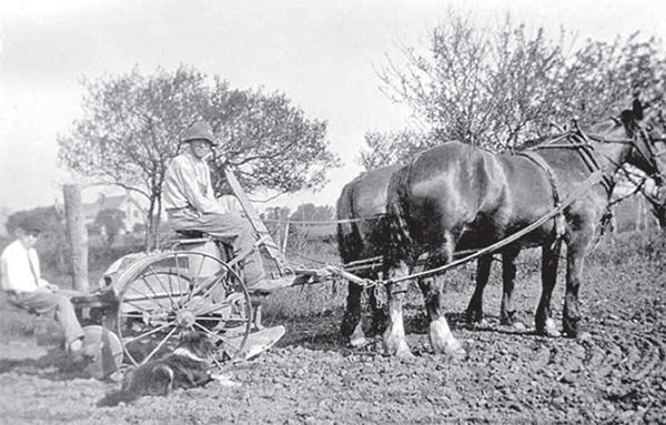 Ross and Hugh Clark planting potatoes with horse drawn equipment. 