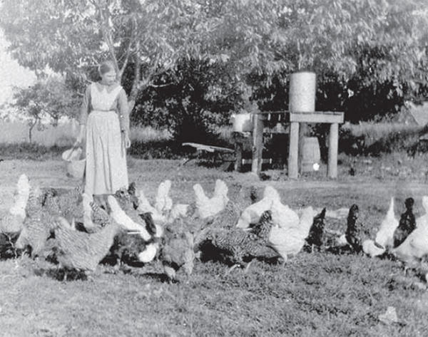 Susan Hall feeding hens. 
