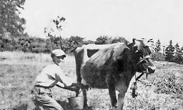 Walter Perriam milking his first cow.