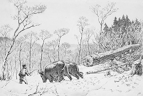Settler clearing the land with oxen pulling a tree.