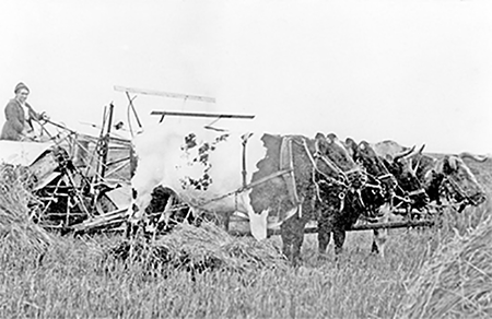 Woman clearing a field with 4 oxen.