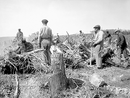 Men clearing land of trees. 