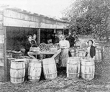 A group of people packing apples into wooden barrels.