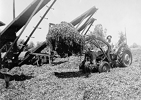 Tractor loading pea vines.