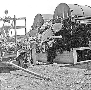 Person loading pea straw into separators.