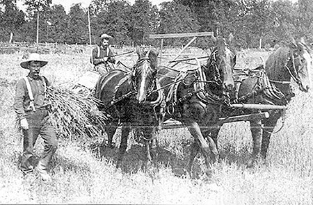 Two farmers with a 3 horse team in a field.