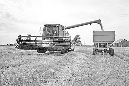 Comebine with grain head for wheat harvest and wagon.