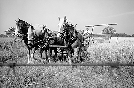 Doug Boyd with horse-drawn grain binder.