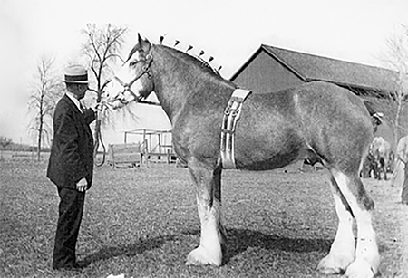 A Grand Champion stallion. 