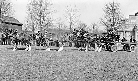 Brandon six-horse hitch at Forest fairground.