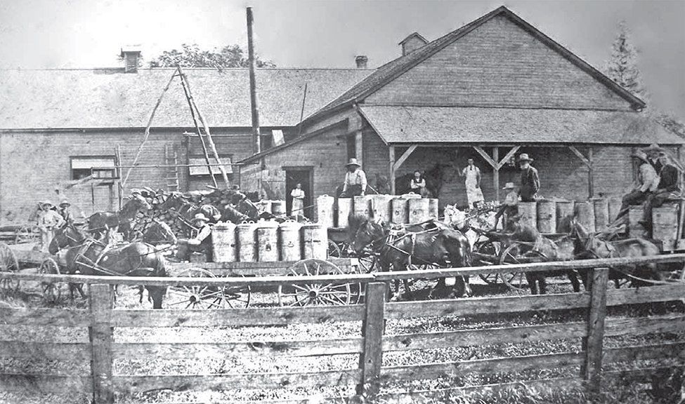 Cheese Factory at Saunders' Corners, with many horse wagons out front.