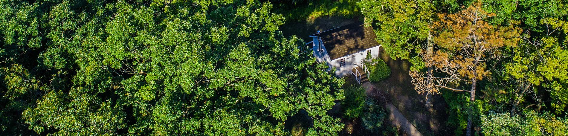 White building around trees.