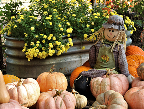 scarecrow sitting amongst fall pumpkins and mums