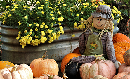 scarecrow sitting amongst fall mums and pumpkins.
