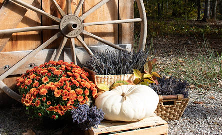 A white pumpkin, sprigs of lavender, and pots of mums in front of a wooden wheel.