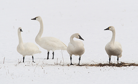 a group of swans standing on snow