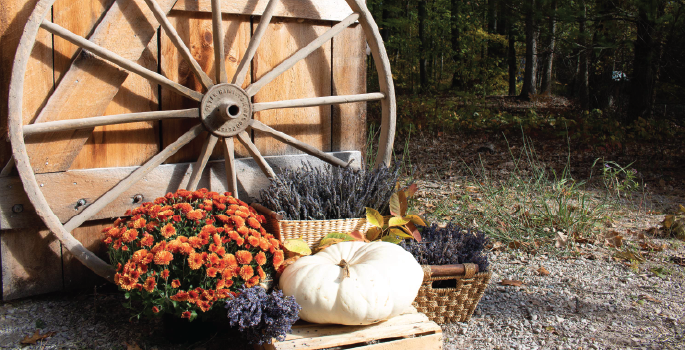 festive fall background photo featuring an old wagon wheel, a white pumpkin, orange mums and lavender flowers