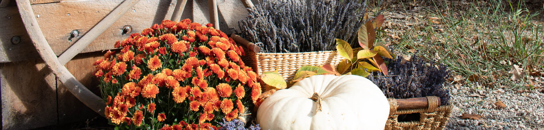 Mums and lavender next to a white pumpkin.