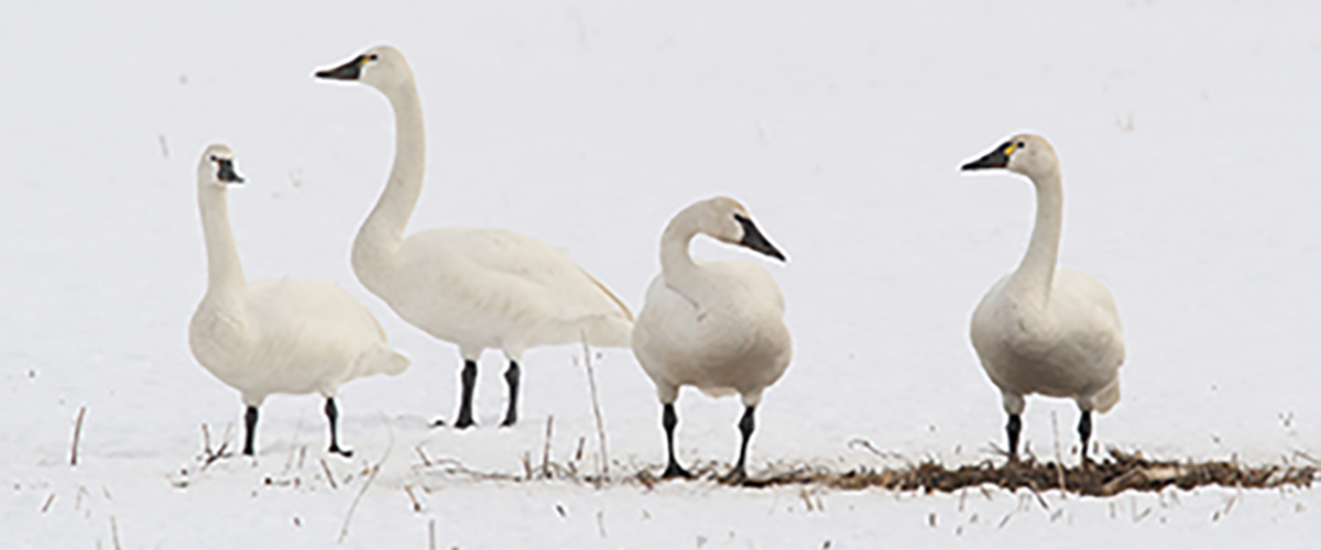 Four swans standing in a field.