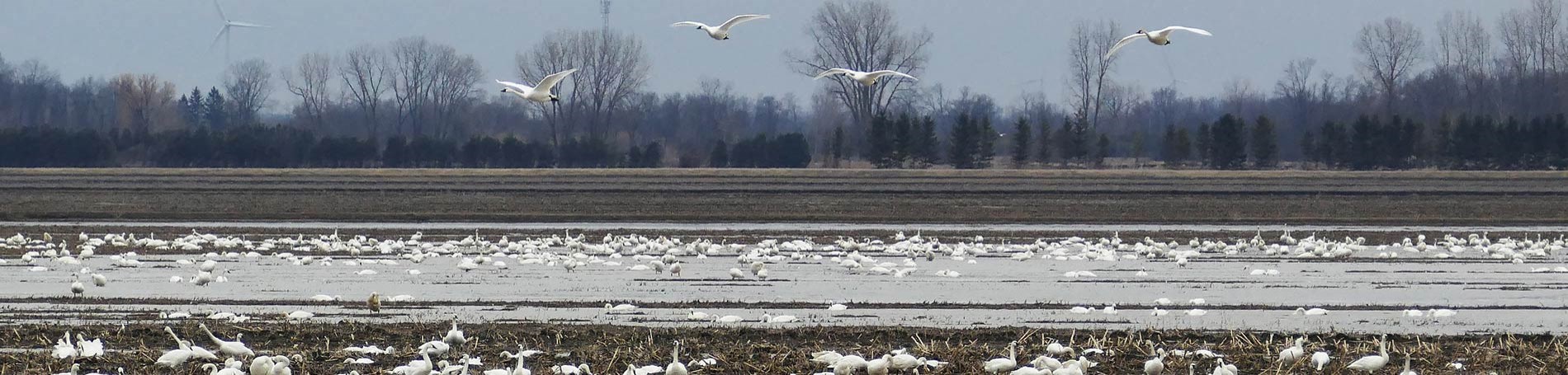 Swans flying and landing in field.