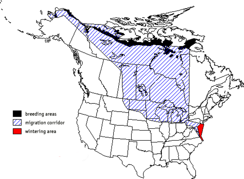 Swan Migration Map