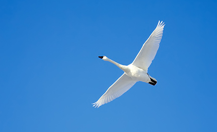 Swan flying in the air.