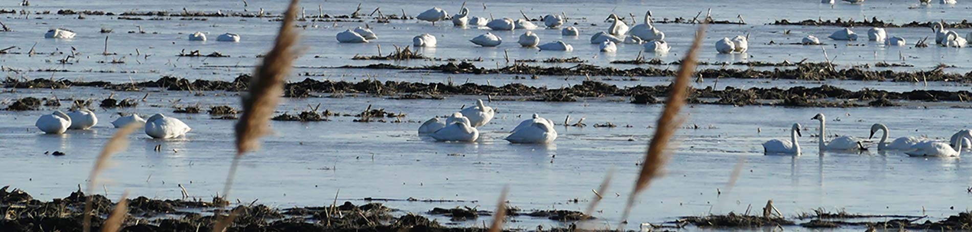 Swans curled up in a ball in a field.