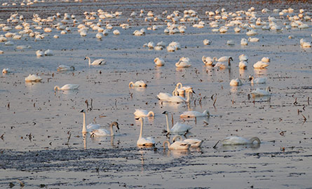 Swans in a bog.