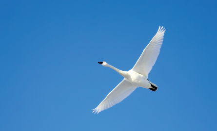 Tundra swan flying through a bright blue sky