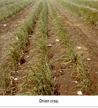 A field with growing crop. Image Caption: "Onion Crop."