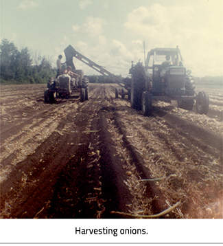 Two tractors in a field harvesting. Image Caption: "Harvesting Onions"