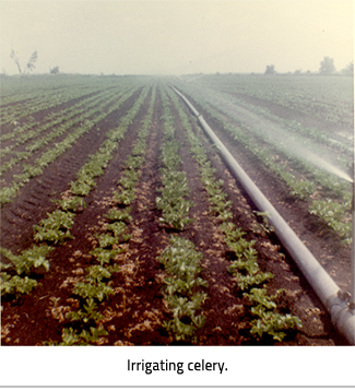 A field with a pipe going through it. Image Caption: "Irrigating Celery."
