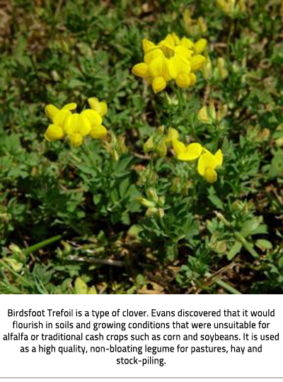 Green plant with round yellow flowers. Image Caption: Birdsfoot Trefoil is a type of clover. Evans discovered that it would flourish in soils and growing conditions that were unsuitable for alfalfa or traditional cash crops such as corn and soybeans. It is used as a high quality, non-bloating legume for pastures, hay and stock-piling. 
