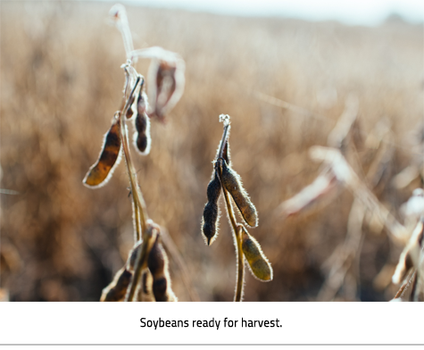 (Close up of soybeans in a field ready to be harvested. Image Caption: "Soybeans ready for harvest"), link.