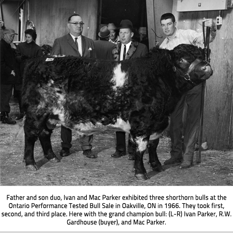 Mac parker with 2 others posing with a bull at a bull sale.Image caption: "Father and son duo, Ivan and Mac Parker exhibited three shorthorn bulls at the Ontario Performance Tested Bull Sale in Oakville, ON in 1966. They took first, second, and third place. Here with the grand champion bull: (L-R) Ivan Parker, R.W. Gardhouse (buyer), and Mac Parker." 