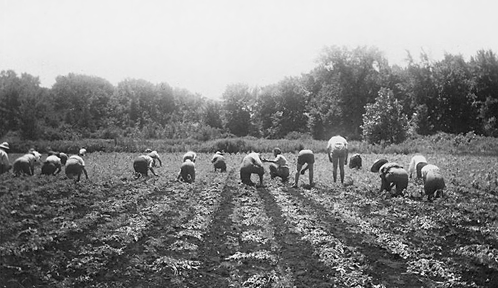 A row of Farmerettes pulling onions in a field.