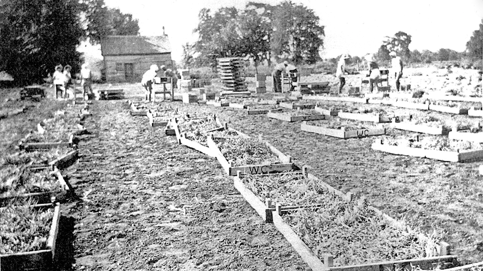 Onion harvest in boxes.