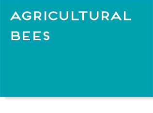 Turquoise box with text, "Agricultural Bees", link.