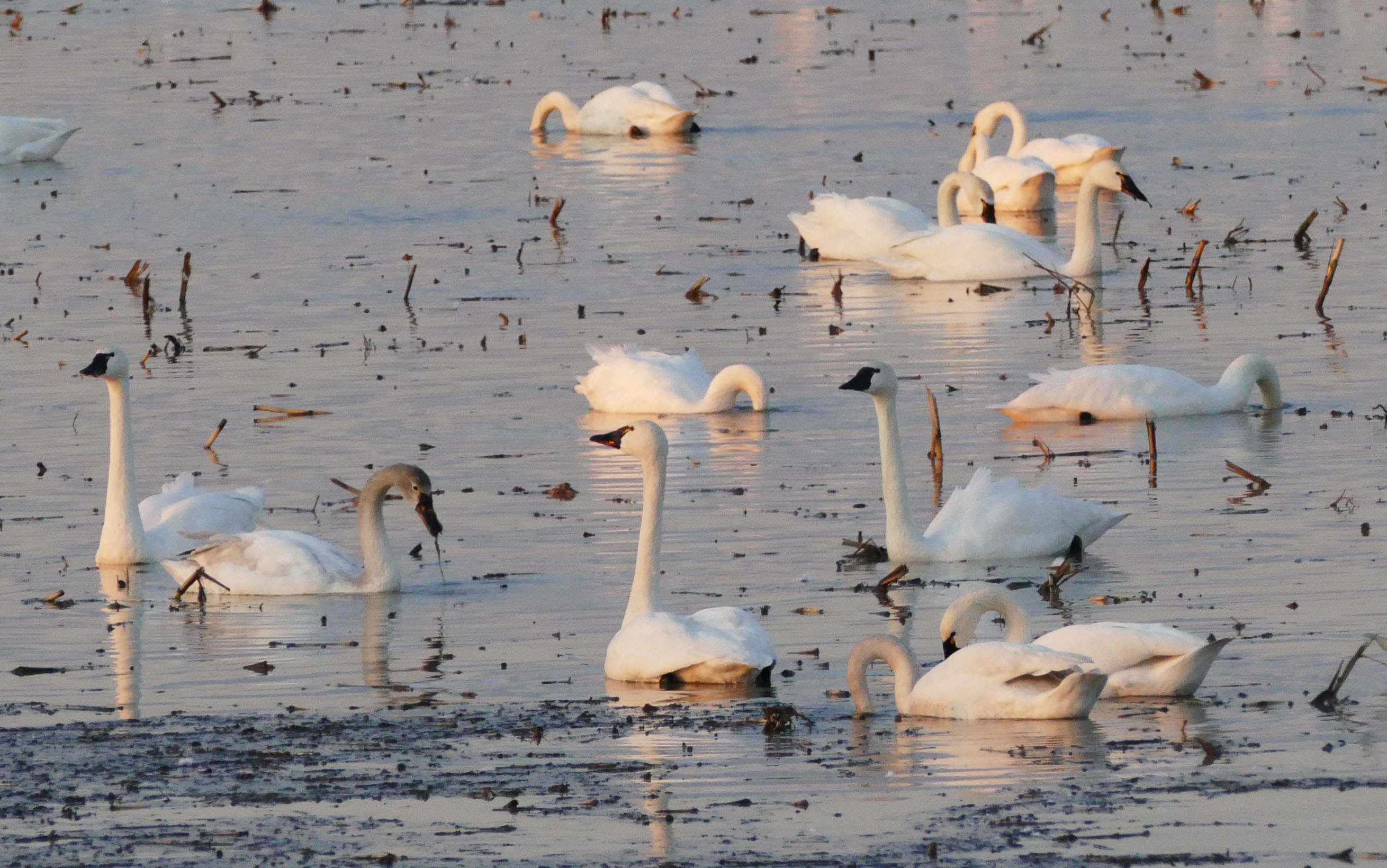 Tundra Swans swimming in a flooded field