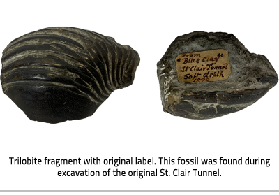 (Top and bottom views of a wavy, ridged fossil. On the bottom, there is an illegible accession number and a tag that reads: "From Blue Clay St. Clair Tunnel 50ft depth 1890. Image Caption: "Trilobite fragment with original label. This fossil was found during excavation of the original St. Clair Tunnel."), link.